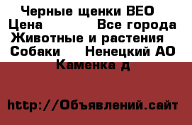 Черные щенки ВЕО › Цена ­ 5 000 - Все города Животные и растения » Собаки   . Ненецкий АО,Каменка д.